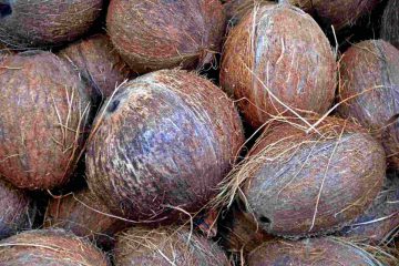Sustainable coconut oil project for Philippines and Indonesia