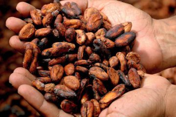 Cocoa supply chain: model of sustainability