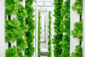 Vertical farming in mega-cities. Is it the future of food?