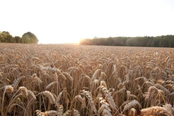 Sustainable agricultural practices with hybrid wheat seeds for European market