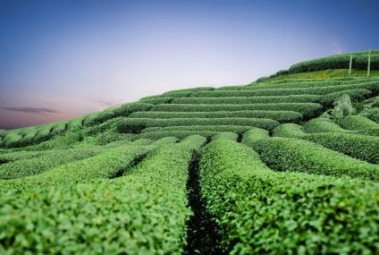 The tea industry is facing significant challenges as it grows during the pandemic