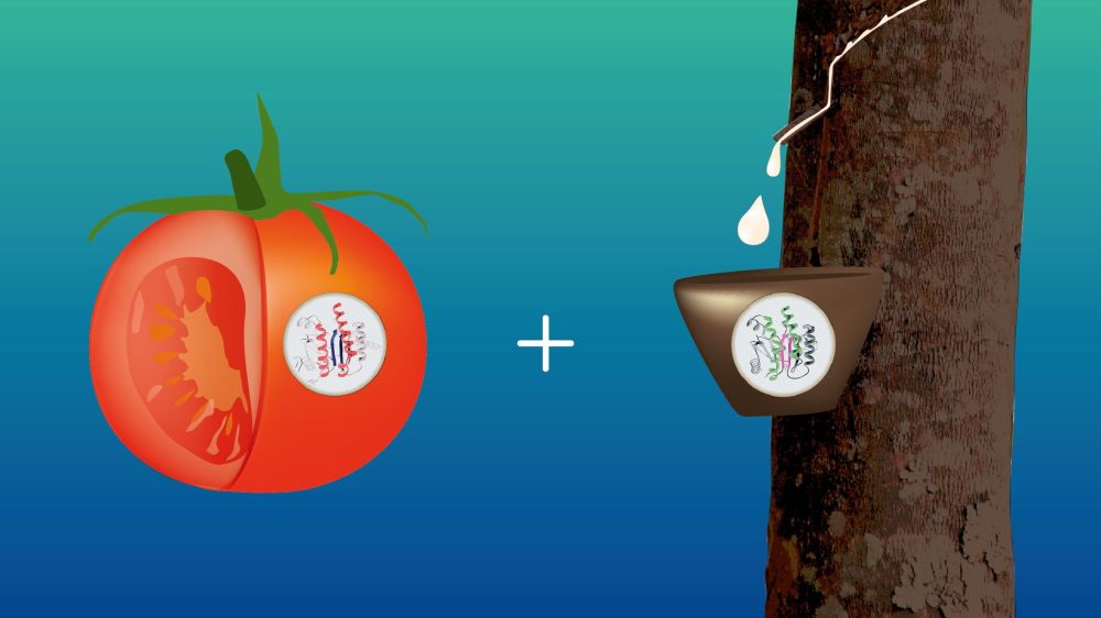 Tomato enzymes to make natural rubber from bioengineering research Food and Beverage