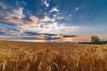 Regenerative agriculture practice to help wheat farmers in USA