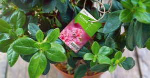 Labels and flexible packaging Labels and flexible packaging