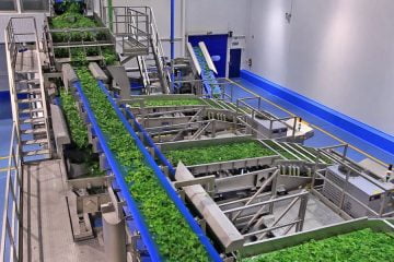 Sorting technology to fight the toxic weeds in green vegetables