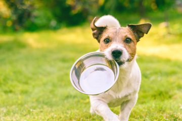 Bearing life for pet food producer: improvement and better machine utilisation