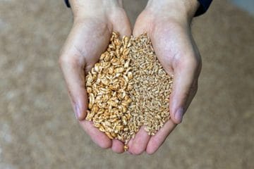 Puffed Application Center to create novel, plant-based products