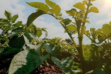 Regenerative agriculture program in Canada supporting local farmers