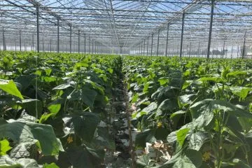Reduction of CO₂ emissions in greenhouse horticulture