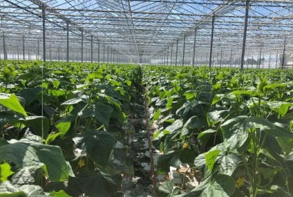 Reduction of CO₂ emissions in greenhouse horticulture