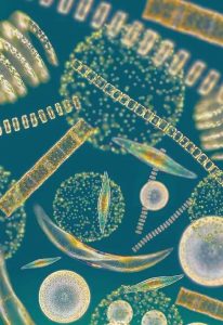 From microalgae to industry