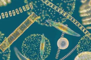 From microalgae to industry: MULTIPLY aims to accelerate sustainable ingredients