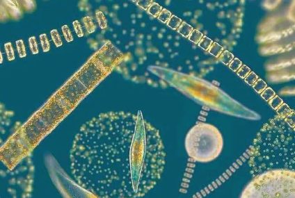 From microalgae to industry: MULTIPLY aims to accelerate sustainable ingredients