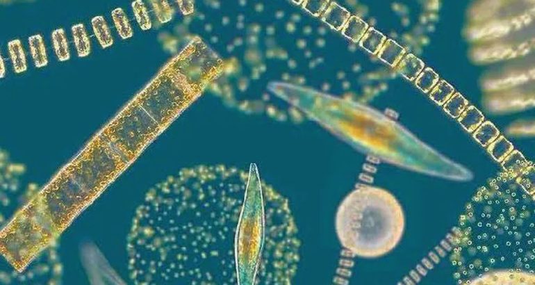 From microalgae to industry: MULTIPLY aims to accelerate sustainable ingredients